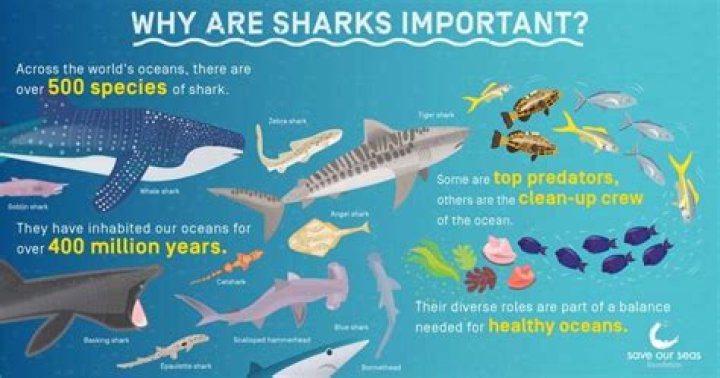 How do sharks benefit humans?