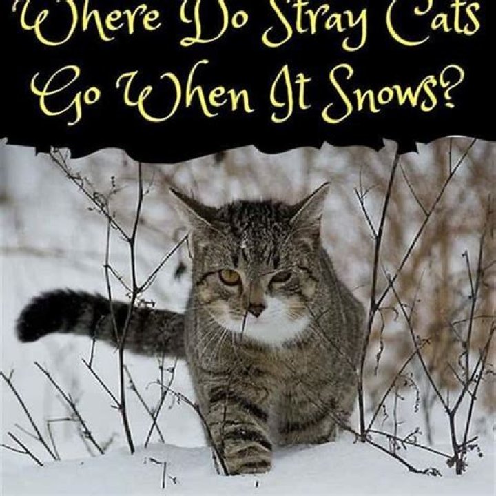 How do stray cats survive outside in the winter?