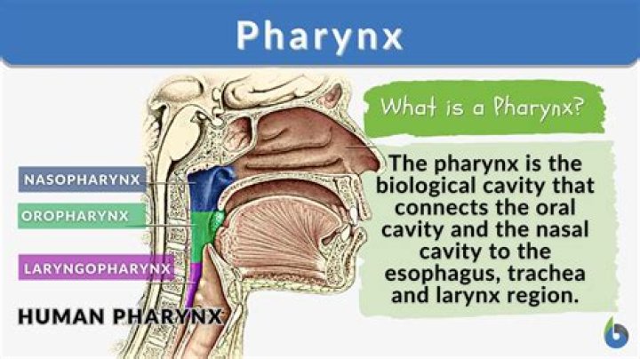 How do you assess pharynx?