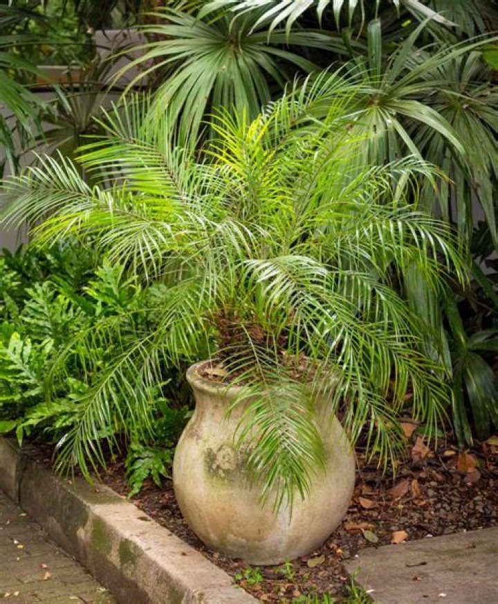 How do you care for a Phoenix Roebelenii?