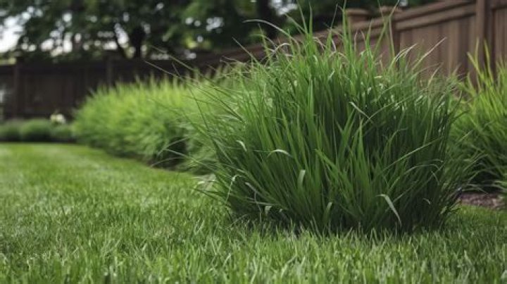 How do you care for Festuca grass?