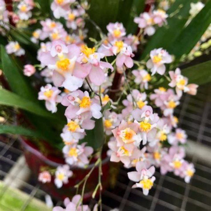How do you care for Oncidium Twinkle pink profusion?