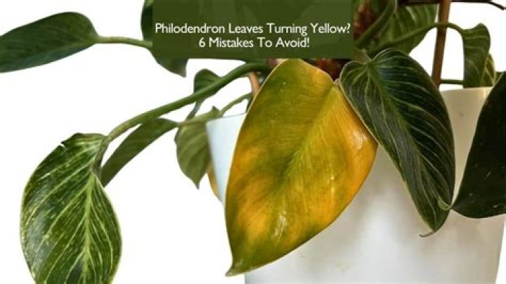 How do you fix yellow leaves on philodendron?