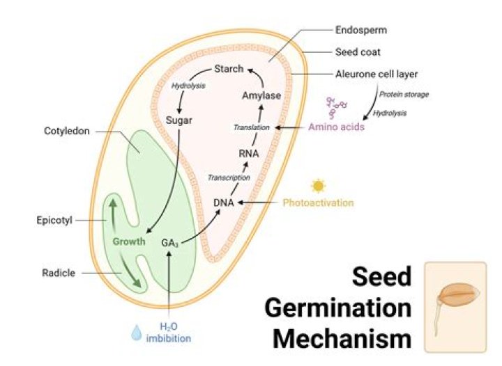 How do you germinate Drosera seeds?