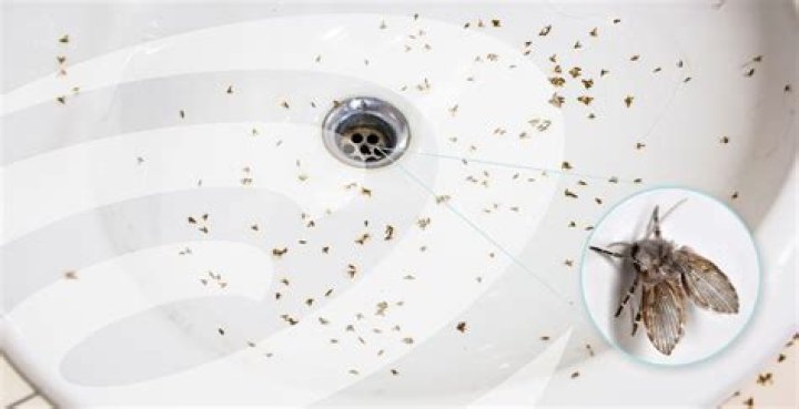 How do you get rid of ceiling larvae?