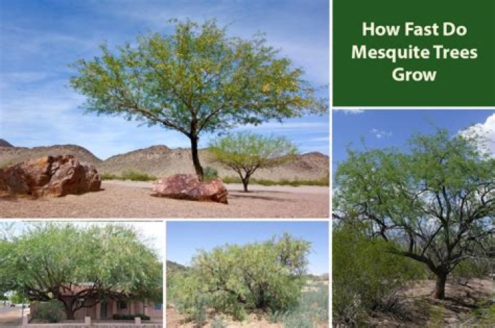 How do you grow a mesquite tree from seed?
