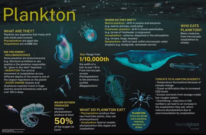 How do you identify planktons?