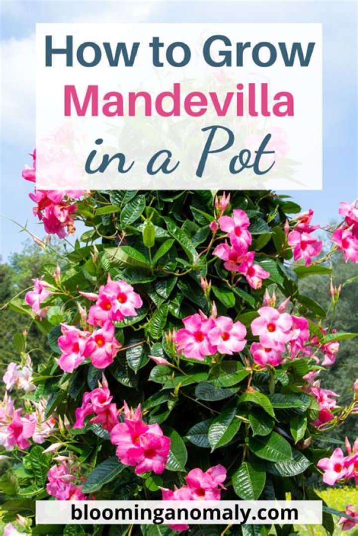How do you keep a mandevilla plant over the winter?