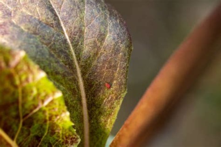 How do you kill aphids organically?