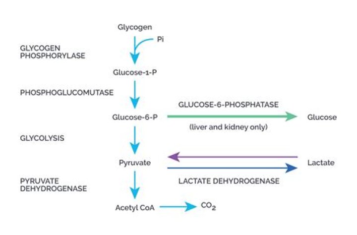 How do you know if muscle glycogen is depleted?