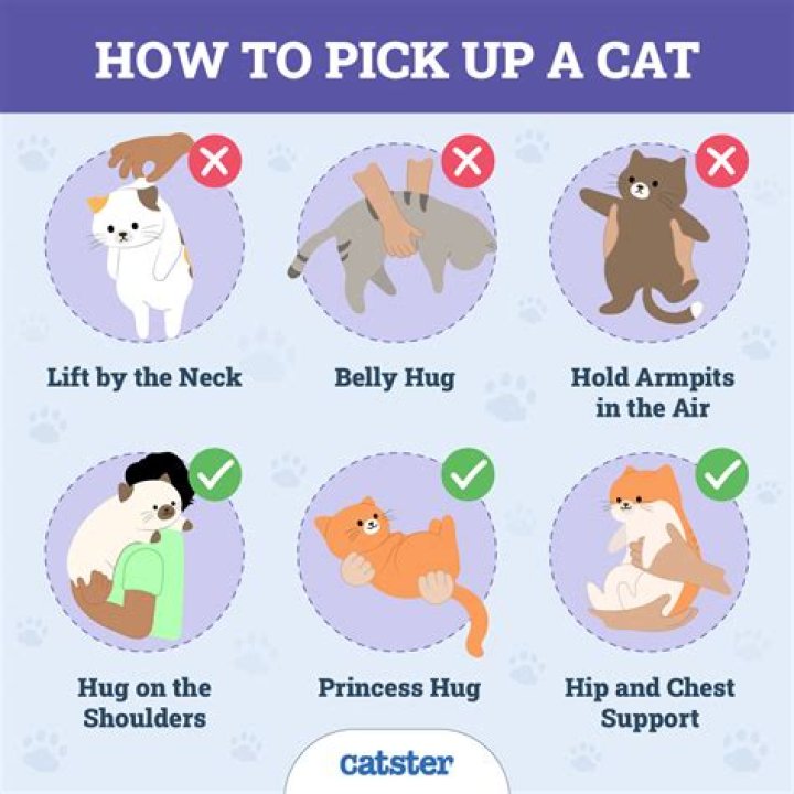 How do you pick up a dog with arthritis?