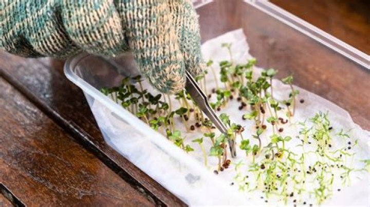 How do you plant Catananche seeds?