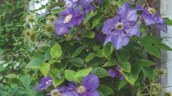 How do you prune a General Sikorski clematis?