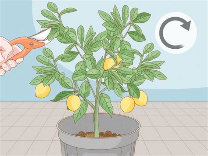 How do you prune alpine strawberries?