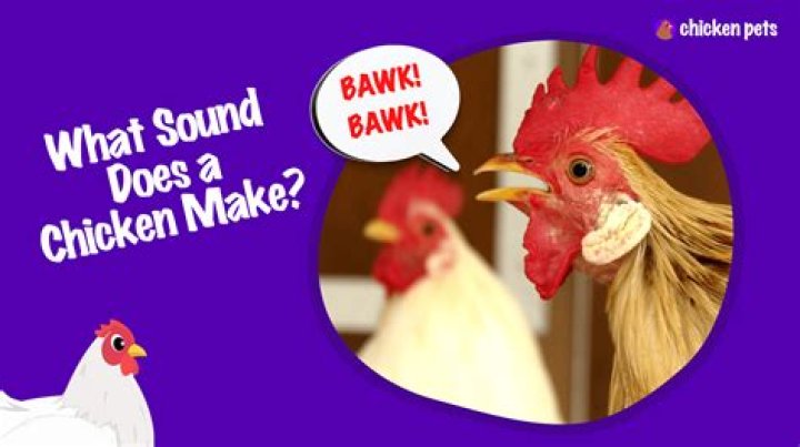 How do you spell the sound a turkey makes?