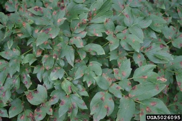 How do you treat peony leaf blotch?