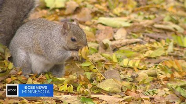 How does a squirrel get its food?