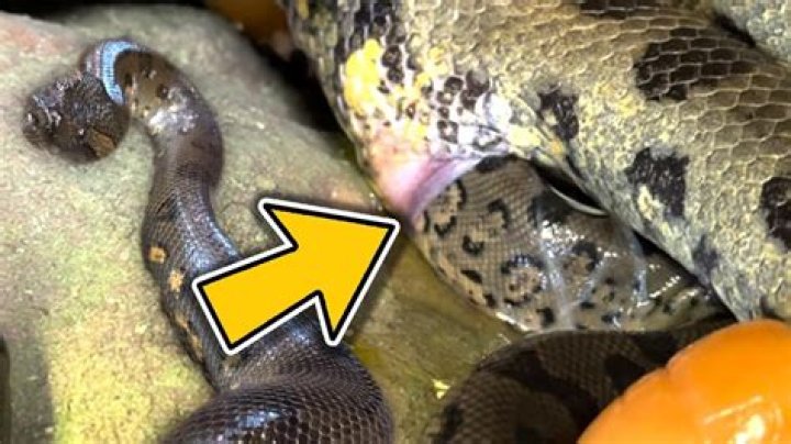 How does an anaconda give birth?