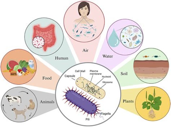 How does bacteria grow on our food?