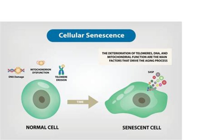 How does cellular senescence contribute to aging?