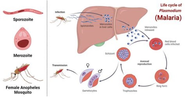 How does malaria eat?