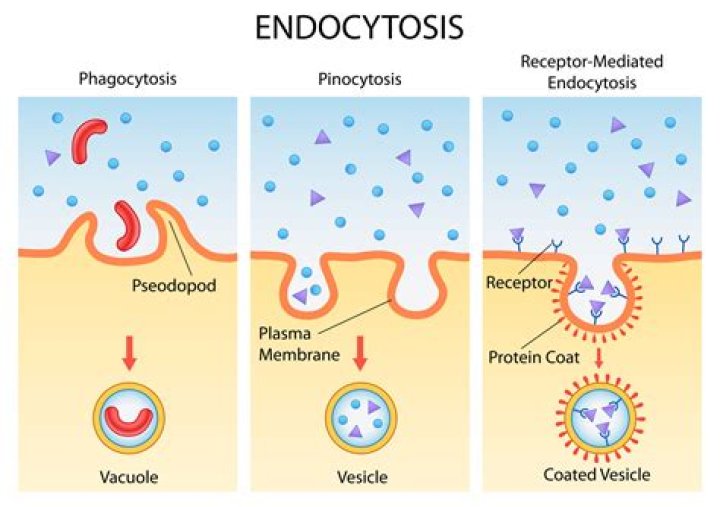 How does receptor-mediated endocytosis differ from phagocytosis?