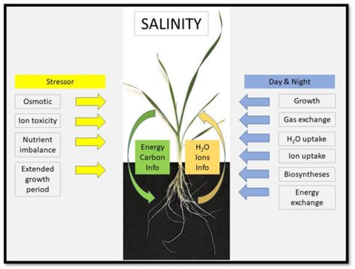 How does salinity affect seagrass?