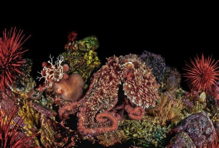 How fast can an octopus camouflage?