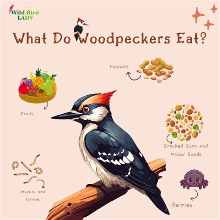 How fast do woodpeckers fly?