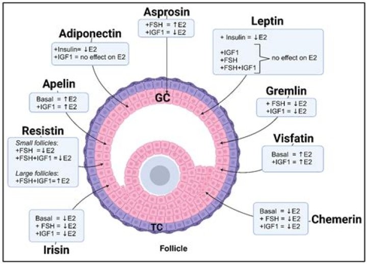 How is granulosa cell tumor Mare diagnosed?