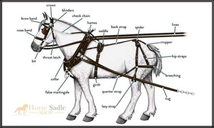 How is maths used in horse riding?