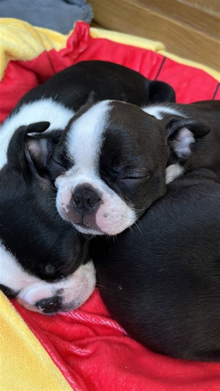 How long do Boston Terrier beagles live?