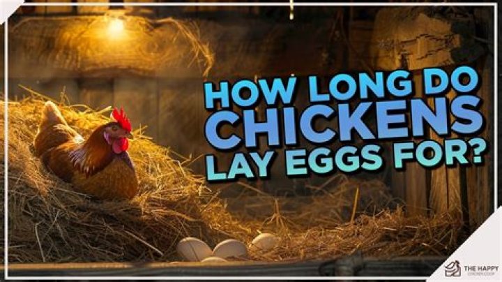 How long does it take a chicken to push out an egg?