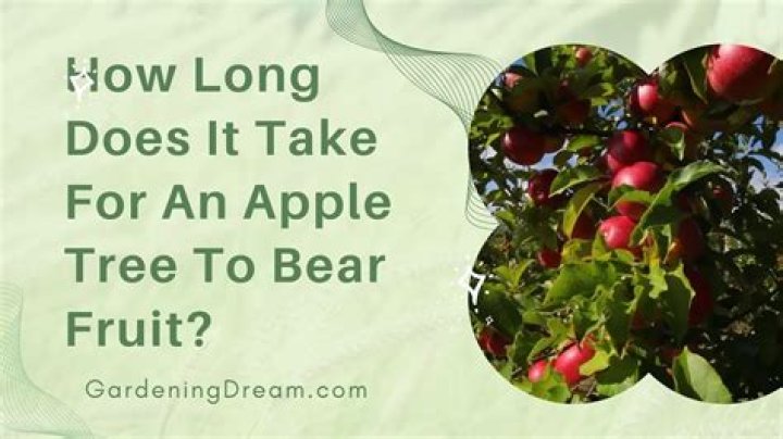 How long does it take for apple tree to grow?