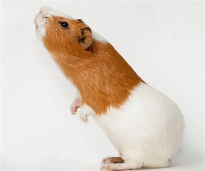 How long does it take for guinea pigs to mate?