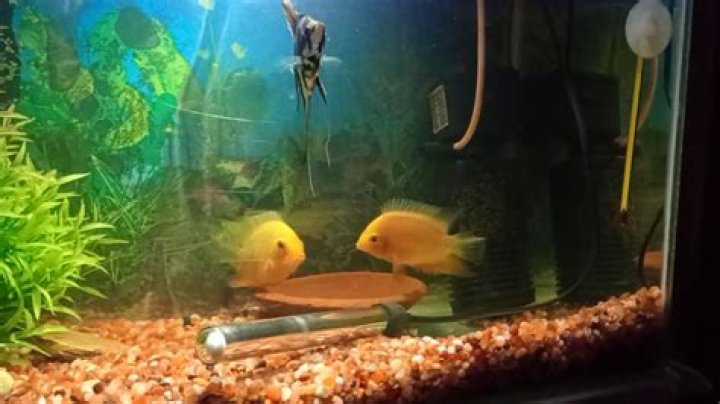How long does it take for severum eggs to hatch?