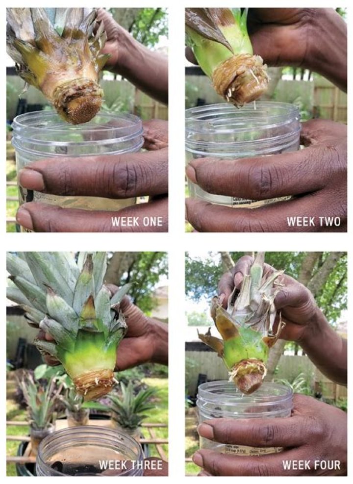 How long does it take to grow a pineapple from a pineapple top?