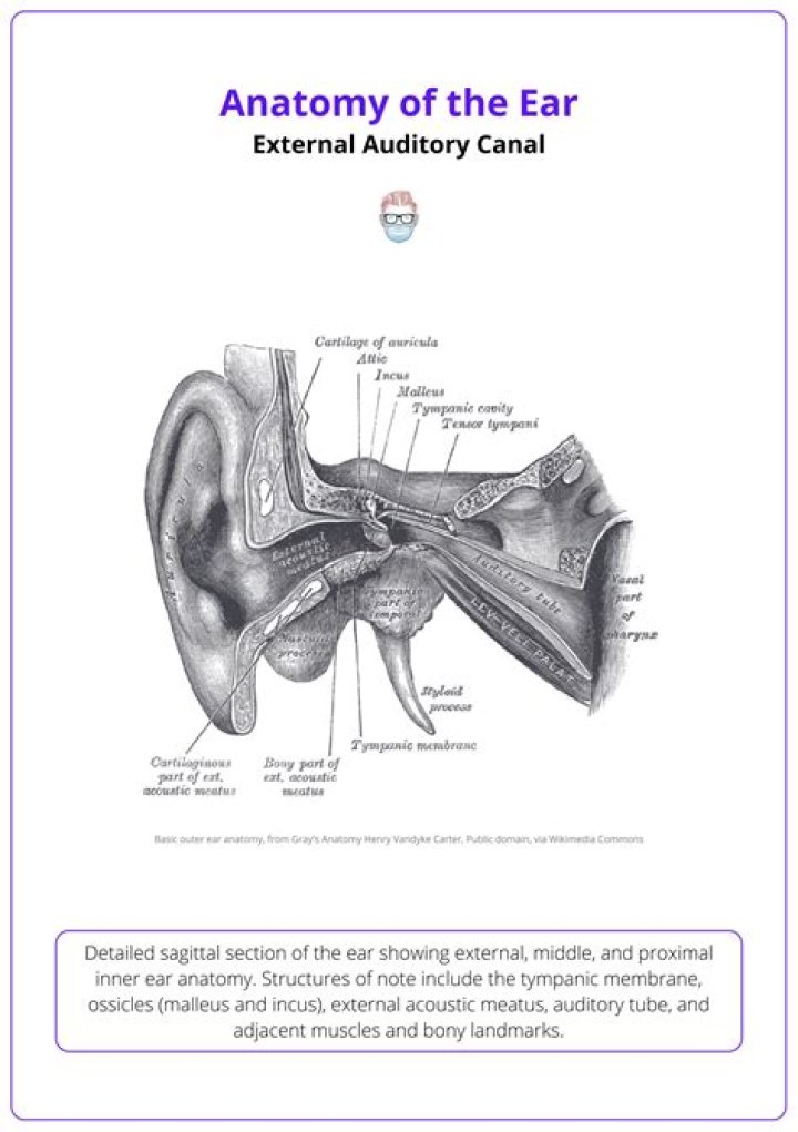 How long is the human ear canal?