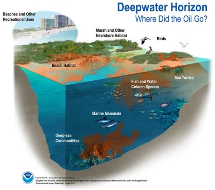 How many birds died from Deepwater Horizon?