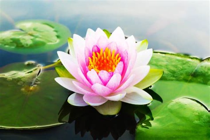 How many petals does a lilac flower have?