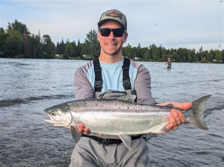 How many salmon are in the Kenai River?