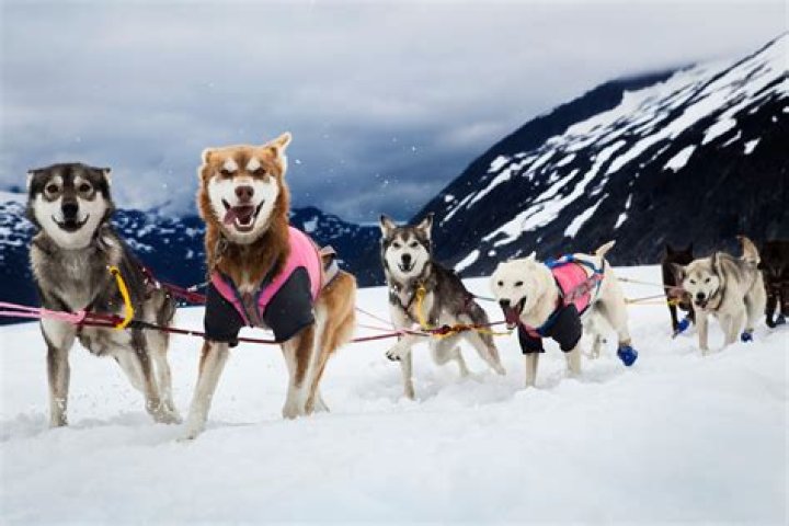 How many sled sprints should you do?