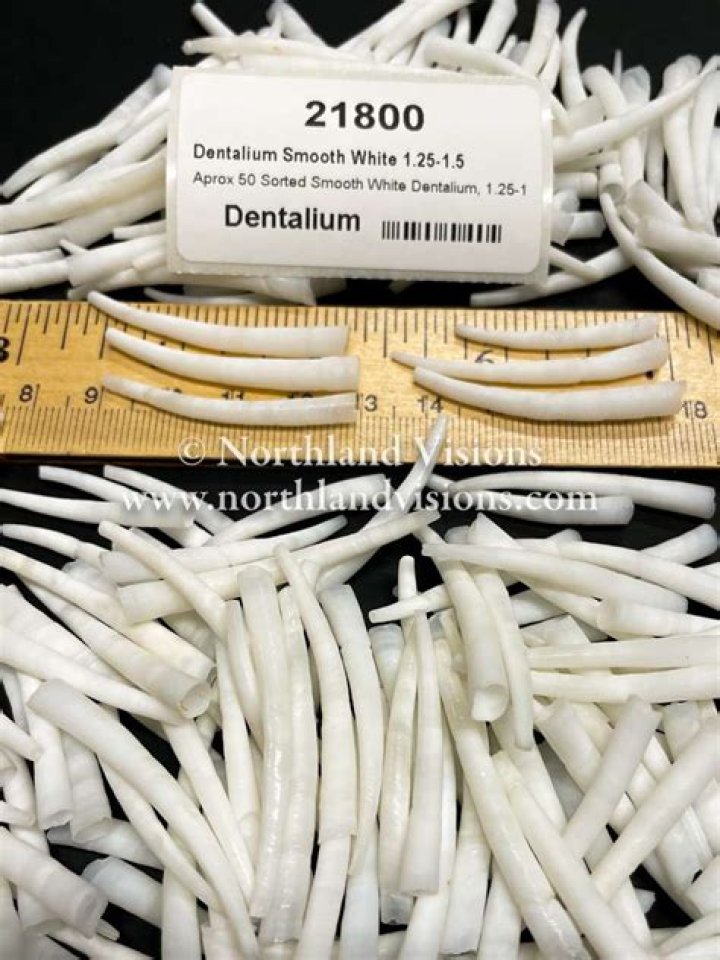 How much are Dentalium shells?