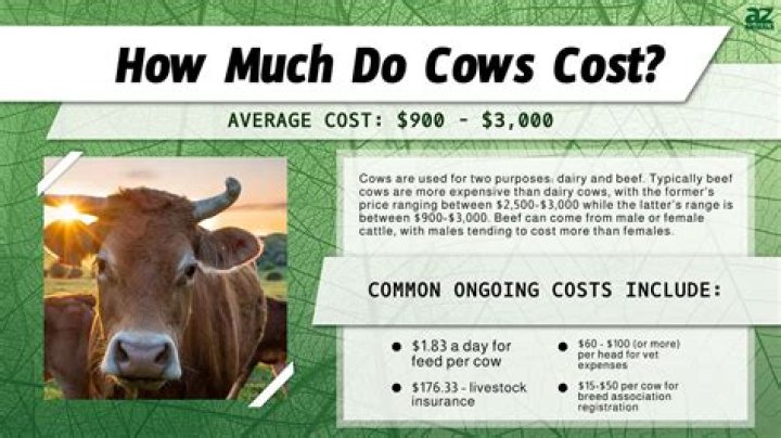 How much do CCS cost?