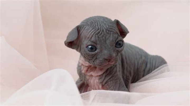 How much do hairless Sphynx cats cost?