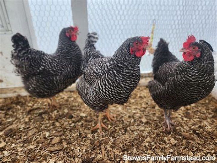 How much do Plymouth Rock chickens cost?