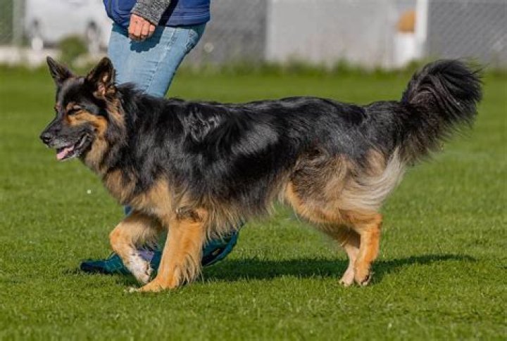 How much does a collie and German Shepherd mix cost?