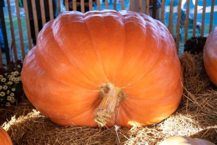How much does a giant pumpkin weigh?