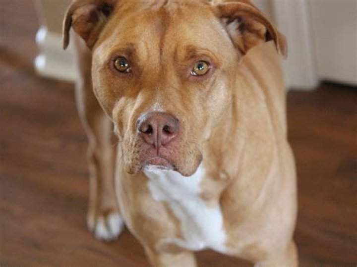How much does a miniature pitbull cost?
