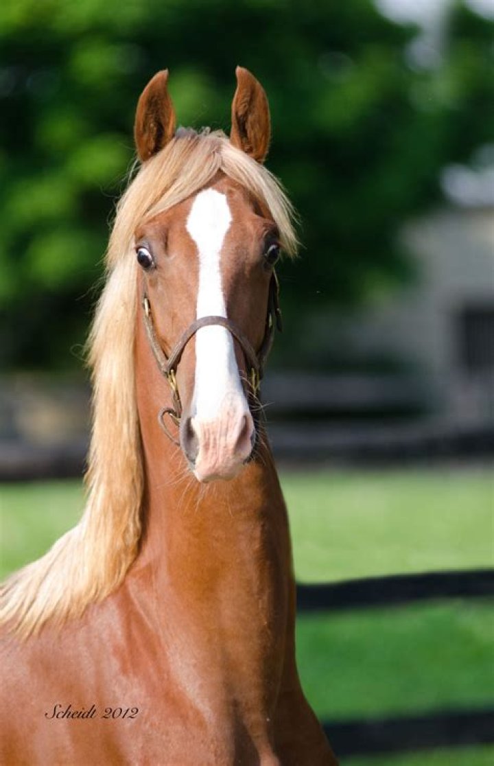 How much does a saddlebred horse cost?